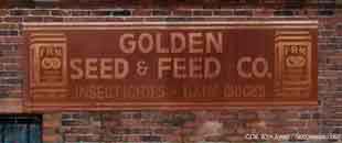 GA_Sylvester_GoldenFeedSeed_00.jpg