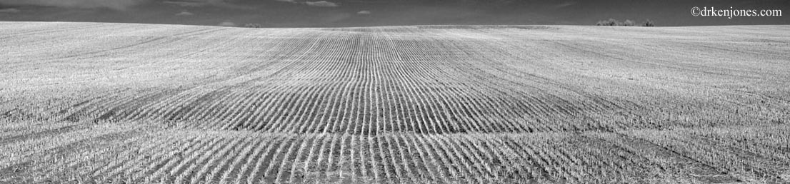 04_Field.jpg