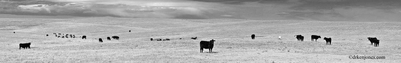 10_CattleLine.jpg