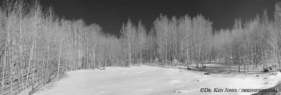PAN_ColoTrees3_00.jpg