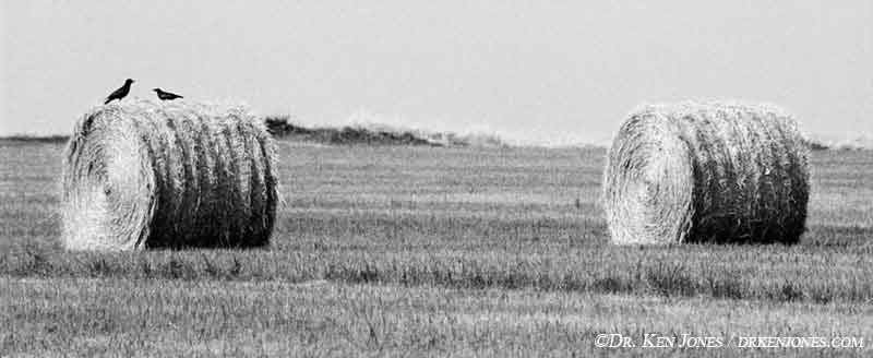 PAN_crowsonhaystackbw.jpg